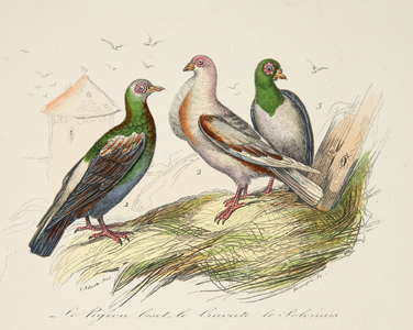 le pigeon biset , le cravaté et le polonais, 18th century (Engraving)