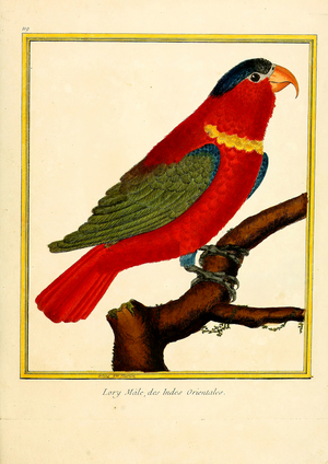 Male Lory from the East Indies (print)