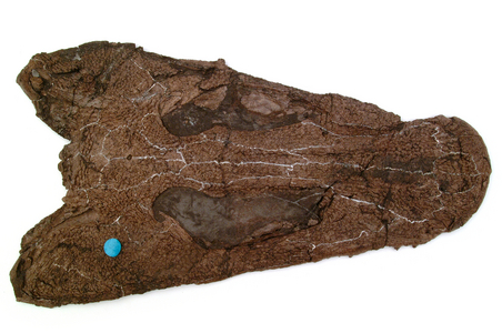 Amphibian skull (Megalocephalus pachycephalus)