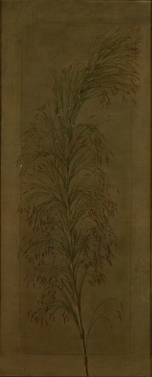 A South African sedge, 19th century (oil on board)