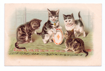 Edwardian postcard of four cats playing with a plate, c.1910 (colour litho)