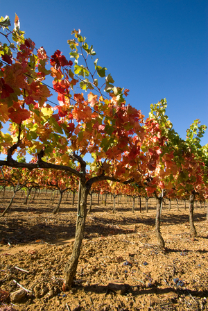 Cotes du Rhone, France