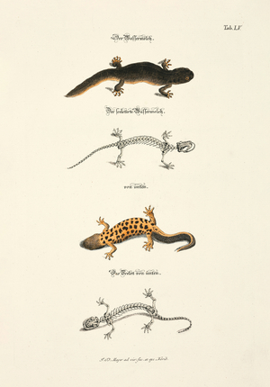 The Water Newt with Skeleton, 1748 (hand-coloured copper engraving)