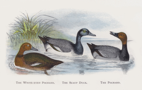The White-eyed Pochard, The Scaup Duck, The Pochard (chromolitho)