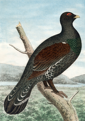 A grouse, engraving, 19th century