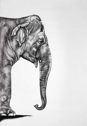 Indian, 2012 (charcoal on paper)