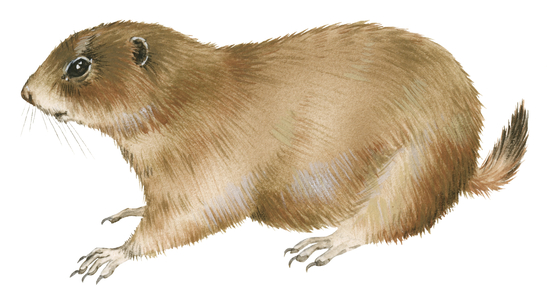 Black-tailed prairie dog