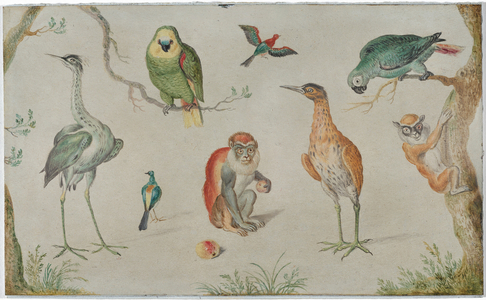 Study of Birds and Monkeys, 1660-1670 (oil on copper)