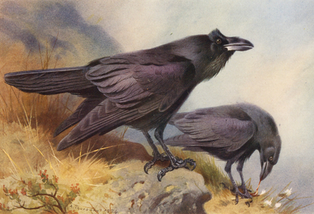 Raven (colour litho)