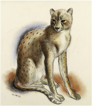 'Cheeta', c.1935 (chalk on paper)