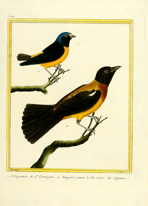 Antillean Euphonia from Santo Domingo and Yellow-crested Tanager from Cayenne (print)