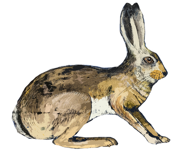 Hare, 2024 (monoprint)