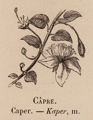 Le Vocabulaire Illustre: Capre; Caper; Kaper (engraving)