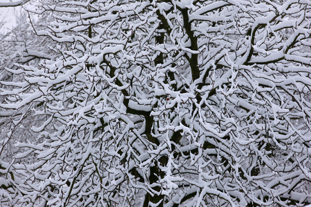 Trees in Snow (photo)