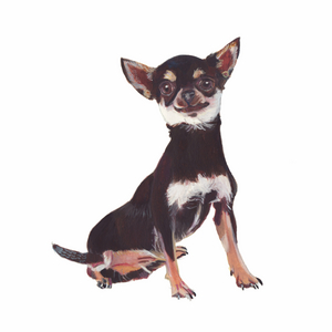 Chihuahua, 2011 (watercolour & gouache on paper)