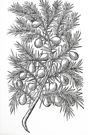 A Juniper plant