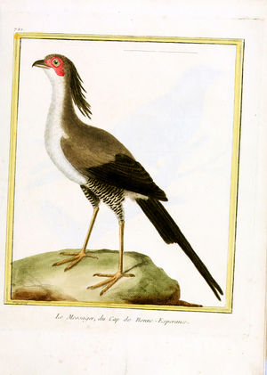 Secretary Bird from the Cape of Good Hope (print)