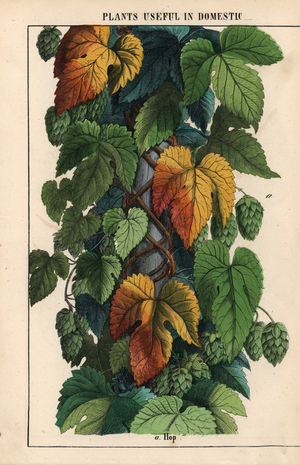 Hops, with green fruit, from "The Instructive Picturebook, or Lessons from the Vegetable World," [Charlotte Mary Yonge], Edinburgh, 1858 (chromolitho)