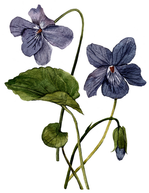 Violets, 2021 (watercolor on paper)