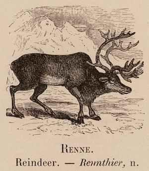Le Vocabulaire Illustre: Renne; Reindeer; Rennthier (engraving)
