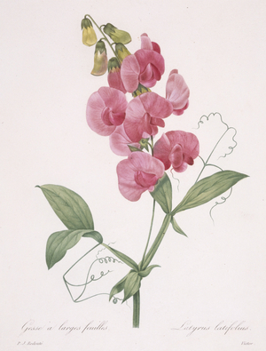Lathyrus latifolius (Everlasting Pea), 1827