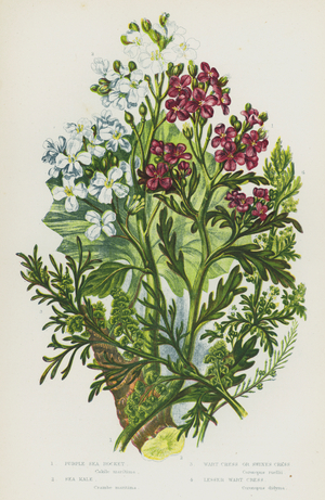 Flowering Plants of Great Britain: Purple Sea Rocket, Sea Kale, Wart Cress or Swines Cress, Lesser Wart Cress (colour litho)