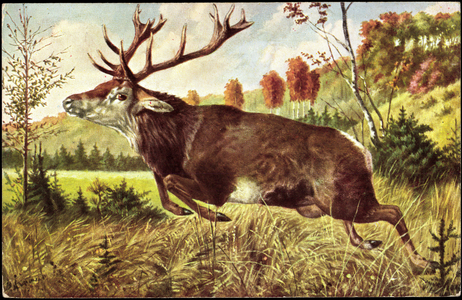 Deer, jumping deer at the forest, fir tree