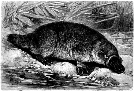 Platypus, duckbill