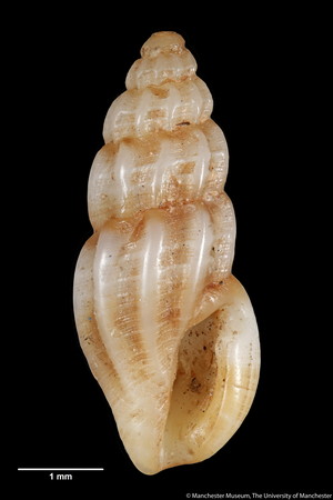 Mangilia stibarochila, 1896 (shell)