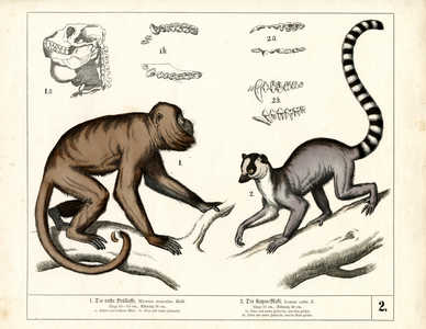 Monkey and Lemur: Red Howler Monkey and Ring-tailed Lemur, 1858 (lithography)