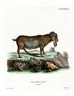 Pygmy Goat (coloured engraving)