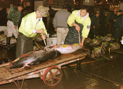Tuna auction at a fish market in Tokyo 1999 (photo)