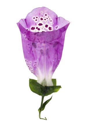 Foxglove, 2012 (photographic c-print)