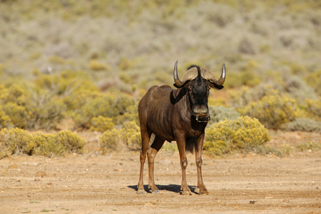 Black Wildebeest (Connochaetes gnou) (photo)
