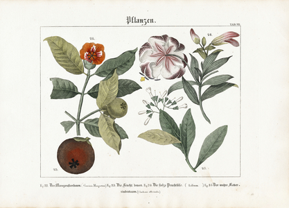 Exotic Useful Plants: Mangosteen, Lily and Cinchona Tree, 1821 (lithography)