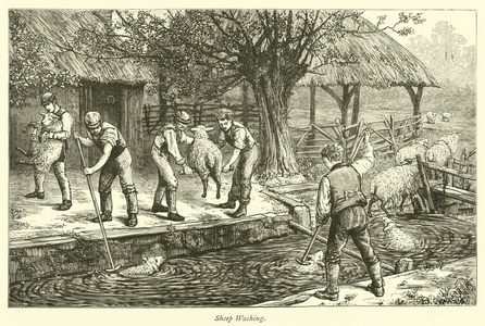 Sheep Washing (engraving)