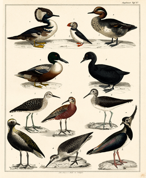 Waterfowl and Wading Birds (print)