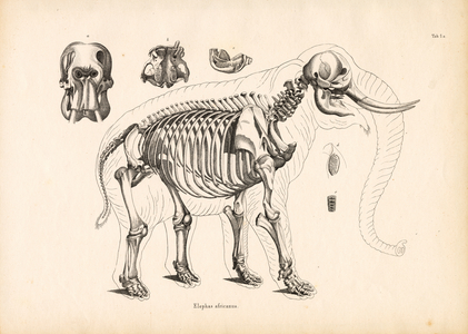 African Elephant Skeletal Anatomy, 1848 (lithography)