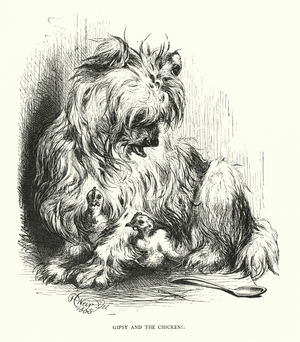 Gipsy and the chicken (engraving)