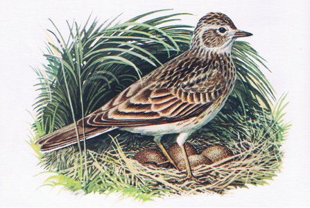 Skylark and nest, from Our Bird Book published by Collins, 1947 (colour litho)