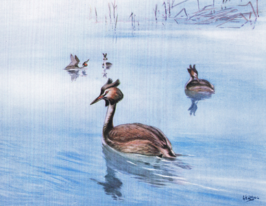 Great Crested Grebe (litho)