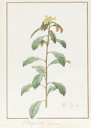 Paeonia Moutan var. B. Paeonia Suffruticosa, 1812 (w/c with gum Arabic over traces of graphite on vellum)
