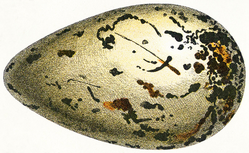 The egg of a Great Auk, 1923 (litho)