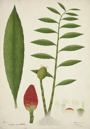 Zinziber Zerumbet Rose, 1800-10 (w/c on paper)