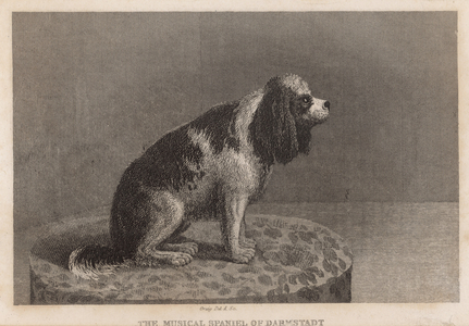 The musical Spaniel of Darmstadt (engraving)