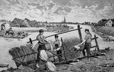 Harvesting of flax and preparation for roasting