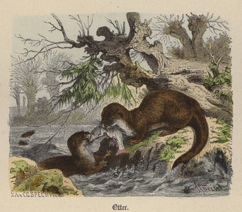 Otter (coloured engraving)