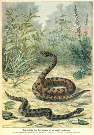 reptiles and poisonous plants dangerous to man 1897 (Engraving)