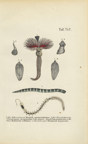 Tube Worm, Flatworm and Parasites, 1850 (lithography)