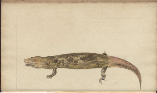 Lindsay Drawings Vol. VI, 144, 1750-79 (w/c on paper)
